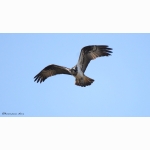 3 20220321 Fischadler 1 DSC05540.jpg